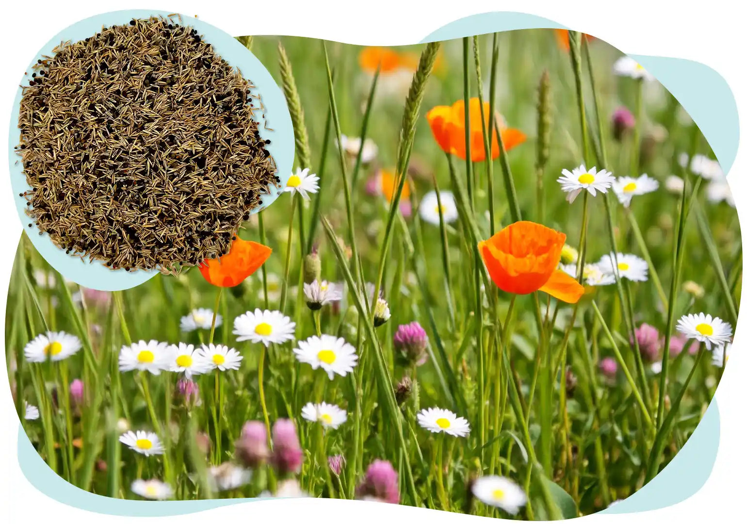 Lawn Alternative Web Feature 02.webp__PID:a1de03eb-a78f-46ad-988b-9b36b71281e8