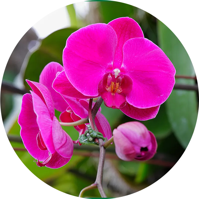 Orchids V2.webp__PID:36bee9c2-85a3-47f9-8bf7-211350521db4
