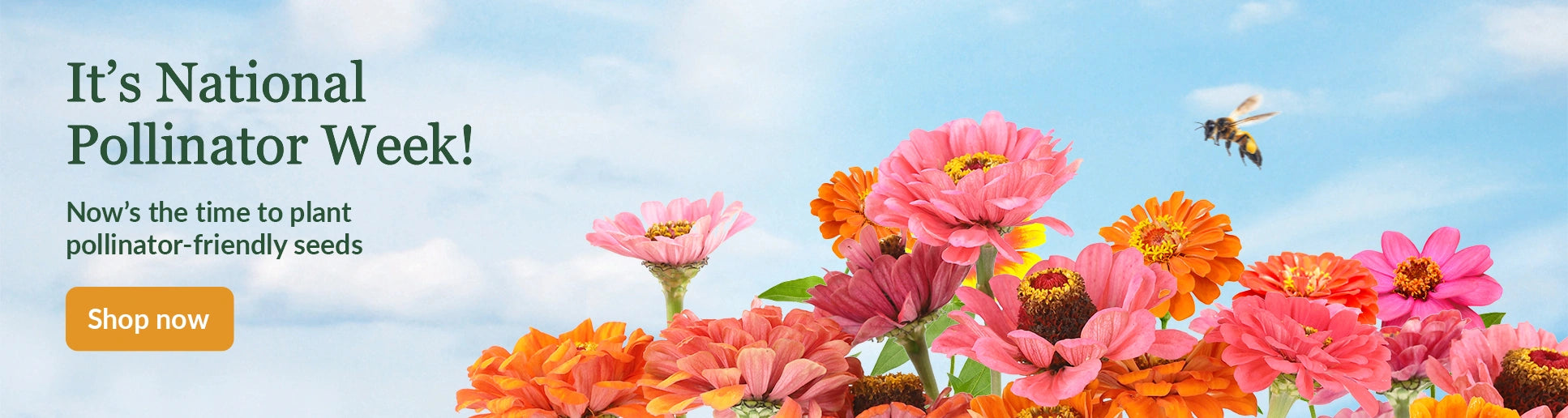 Pollinator friendly flower seeds with bee flying around