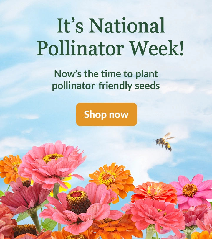 Pollinator friendly flower seeds with bee flying around
