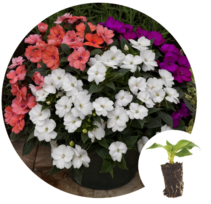 mothers day plantlings kits-06.png__PID:a2f9b277-80b7-474b-b432-771169e4eb67