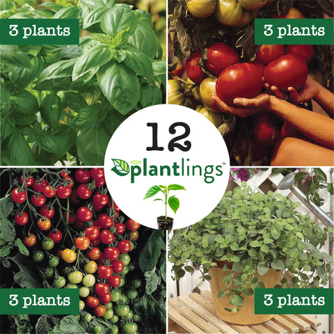 Ferry-Morse Plantlings Live Baby Plants 1-3in. Snackabelle Red Pepper, 3-Pack