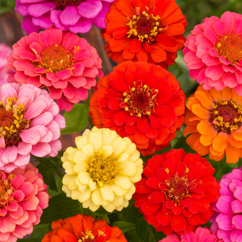 Grow-Your-Own Bouquet Cut Flower Garden Kit from Ferry-Morse Seeds