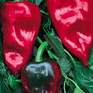 Ferry-Morse Plantlings 1-3 inch Pepper Bell California Wonder Live Plants (3 Count)