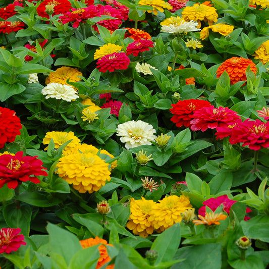 Zinnia, Giant Cactus Flowered Mixed Colors Annual Flower Seeds – Ferry-Morse