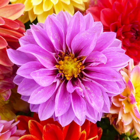 Shop All Annual Flower Seeds - Ferry-Morse