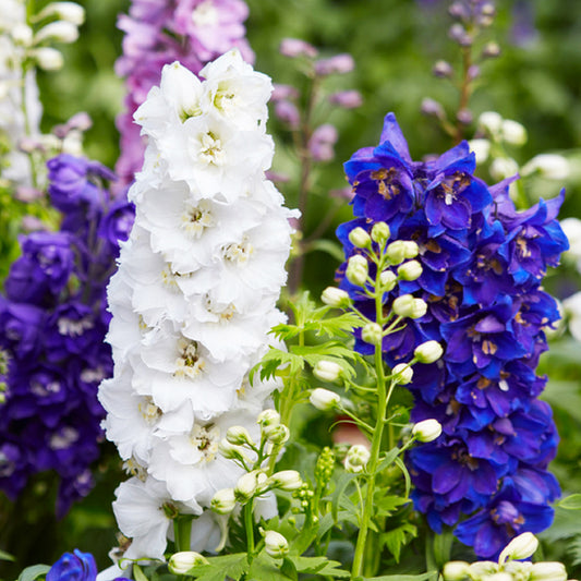 DOUBLE VIOLET HOLLYHOCK Alcea rosea – Ferri Seeds