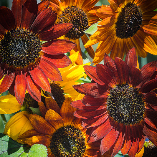 Sunflower, Autumn Beauty Mixed Colors Annual Flower Seeds – Ferry-Morse