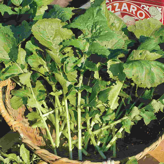 Arugula, Roquette (35 Days), Heirloom