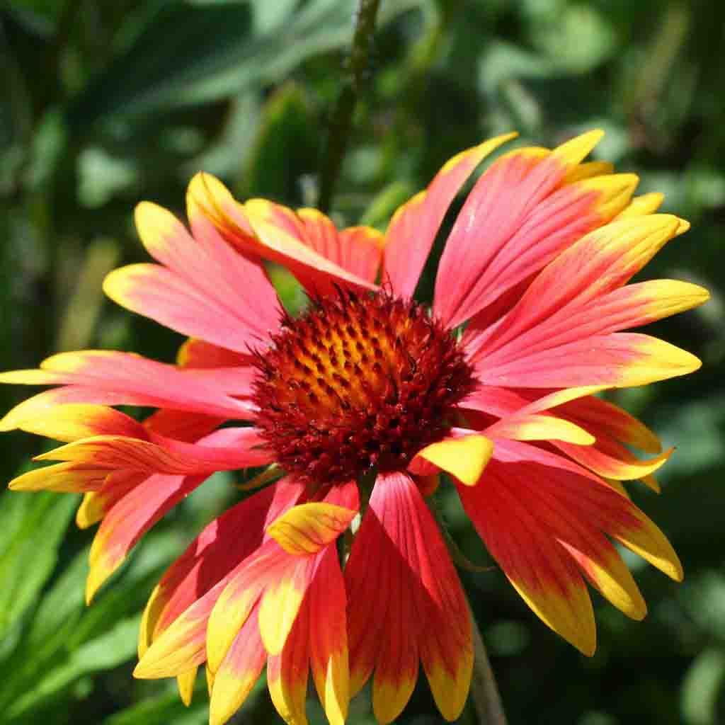 Blanket Flower Seeds Gaillardia Aristata Ferry Morse Home Gardening 202 S Washington St Norton Ma 02766