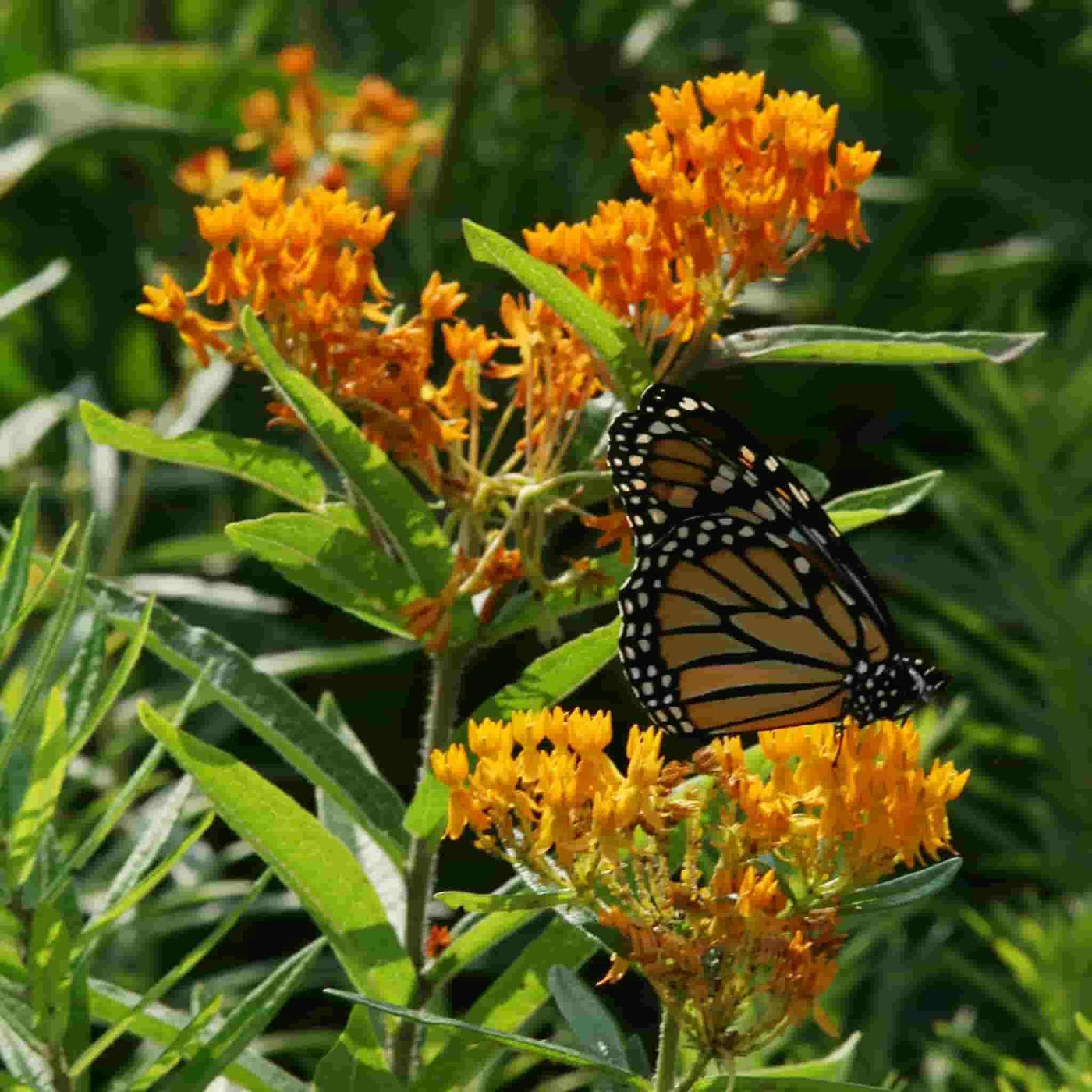 Download Butterfly Weed Seeds Ferry Morse Home Gardening 202 S Washington St Norton Ma 02766
