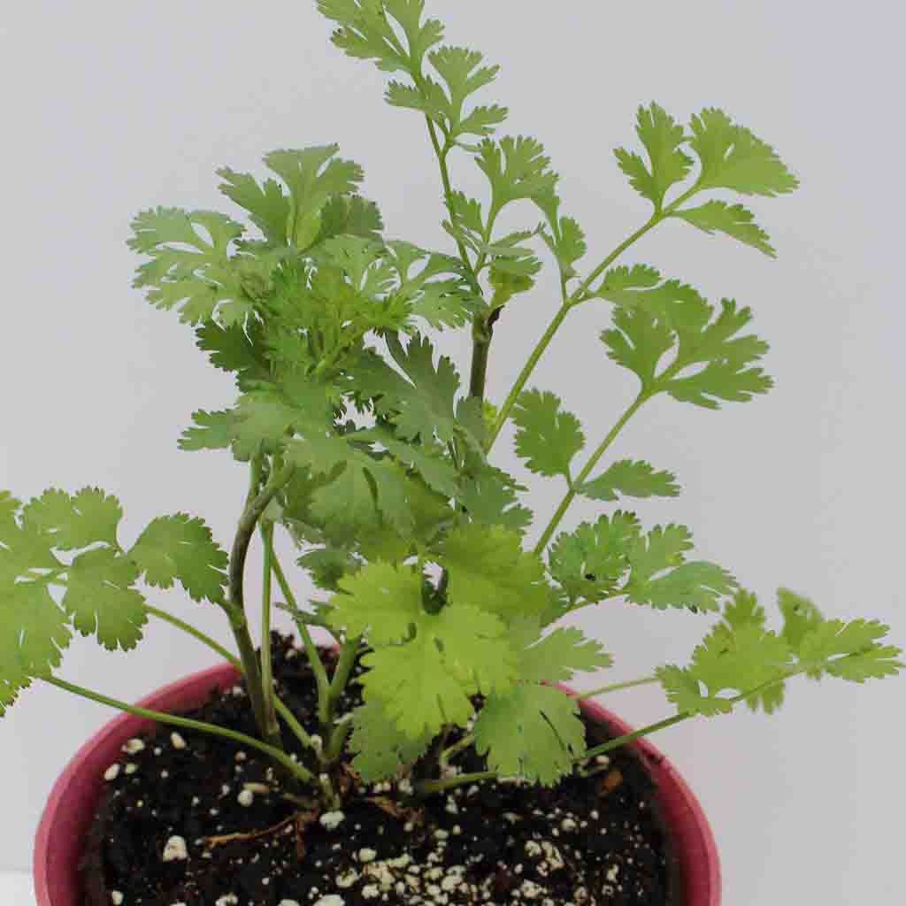 coriander seeds for planting