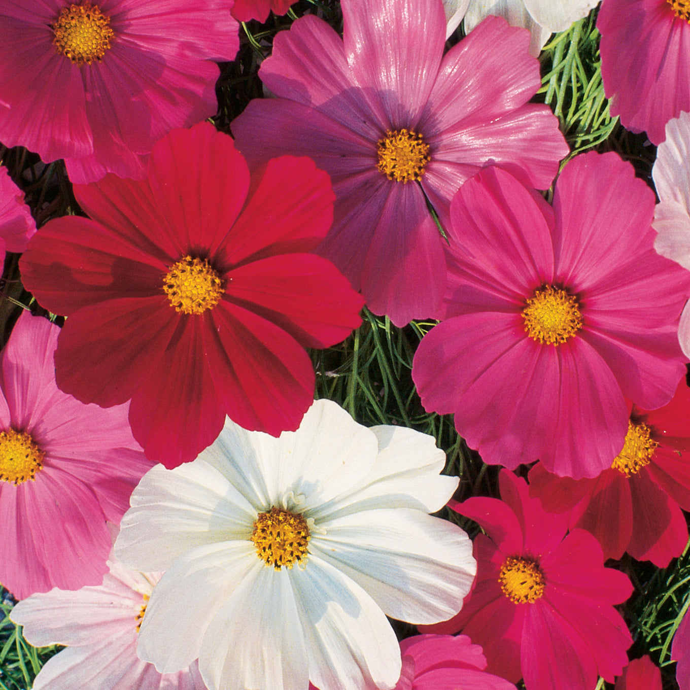 Cosmos Sensation Mixed Colors Seeds – Ferry-Morse Home Gardening | Since  1856