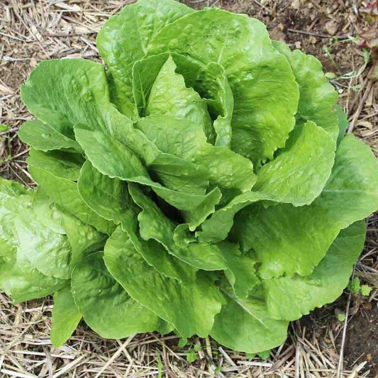 LV Seed Lettuce Bibb - Cofer's Home & Garden