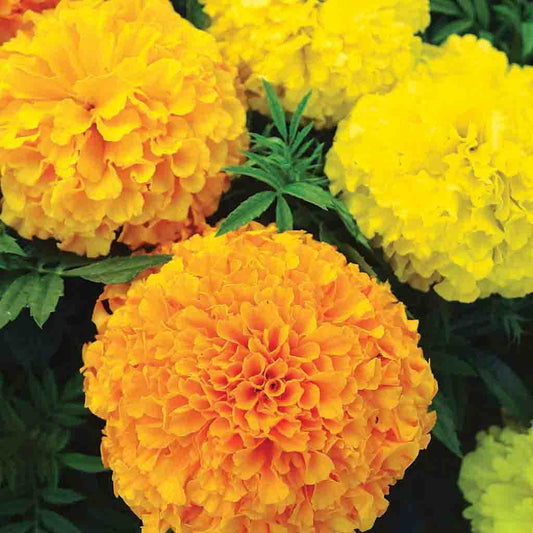 Marigold Dwarf Bolero Live Plant! AAS Winner! Ready for your