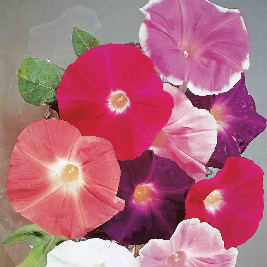 Featured image of post Morning Glory Flower Colors - Polish your personal project or design with these morning glory flower transparent png images, make it even more personalized and more attractive.