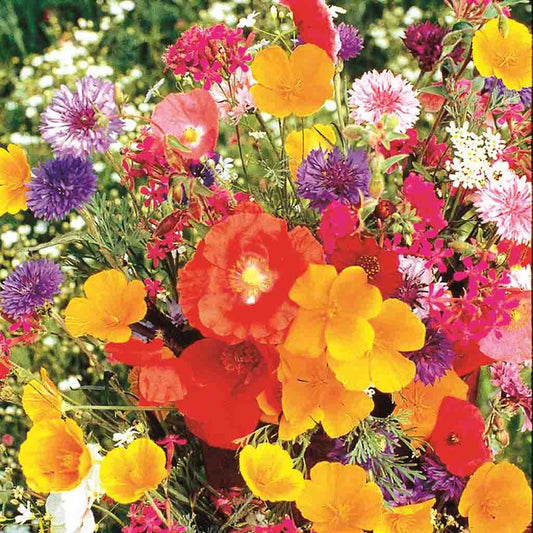 Ferry-Morse Marigold Crackerjack Mixed Colors Flower Seeds (Seed Packet)  450-mg at