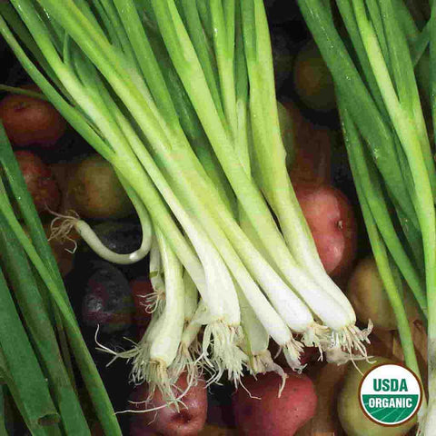 Supermarché PA / White / Red Onions With Green Stems per bunch