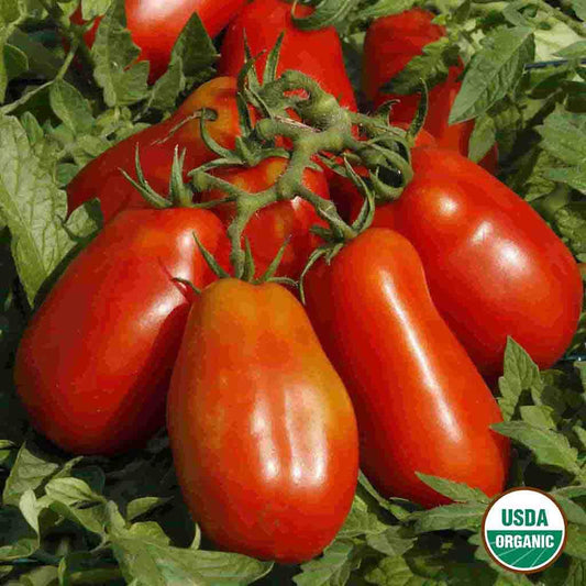 Tomato Chef's Choice Blend Vegetable Seeds NON-GMO - Ferry Morse