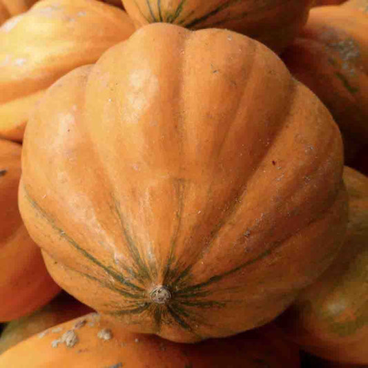 LV Seed Pumpkin Jack O'Lantern - Cofer's Home & Garden