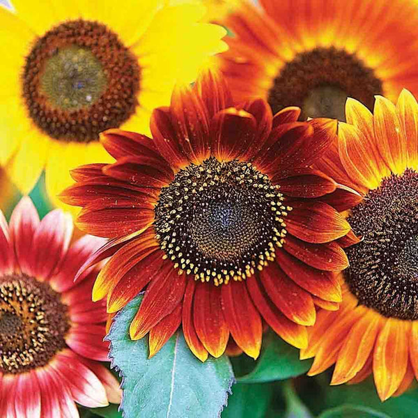 Download Autumn Beauty Sunflower Seeds Mixed Colors Ferry Morse Home Gardening 202 S Washington St Norton Ma 02766