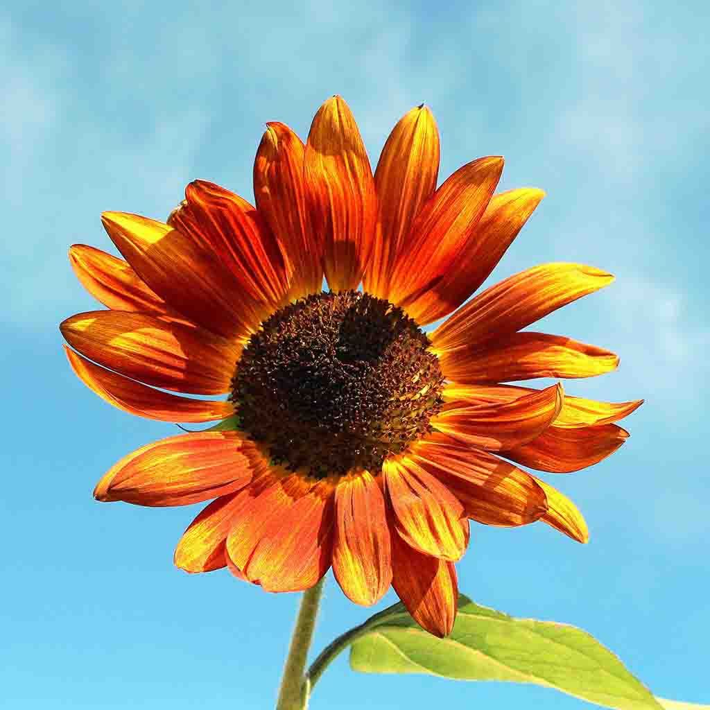 Download Sunflower Seeds Velvet Queen Ferry Morse Home Gardening 202 S Washington St Norton Ma 02766