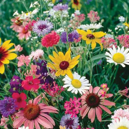 Holiday Neighbor Gift: Wildflower Seed Packets - Growing In The Garden