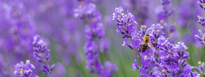 Lavender flowers with a bee collecting nectar and pollen