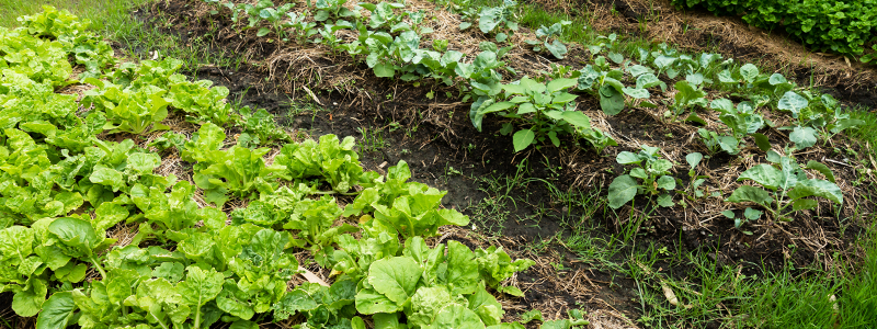 A vegetable garden grows in a backyard in designated planting spaces.