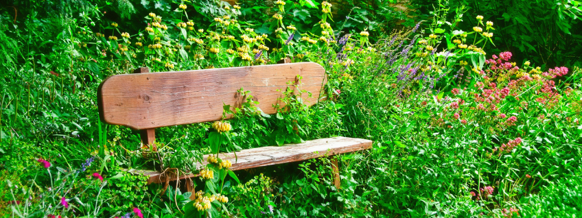 Bench in an overgrown garden of tall flowering plants