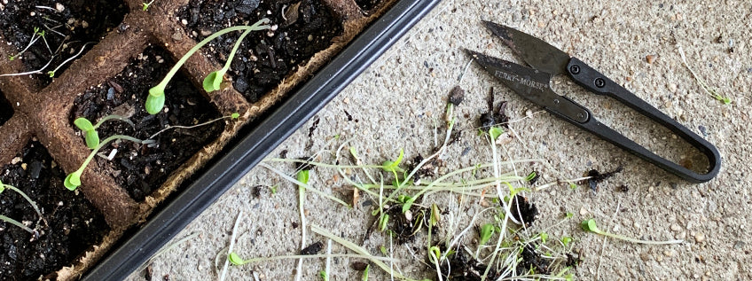 Small garden snips next to a seed starting tray with culled seedlings nearby