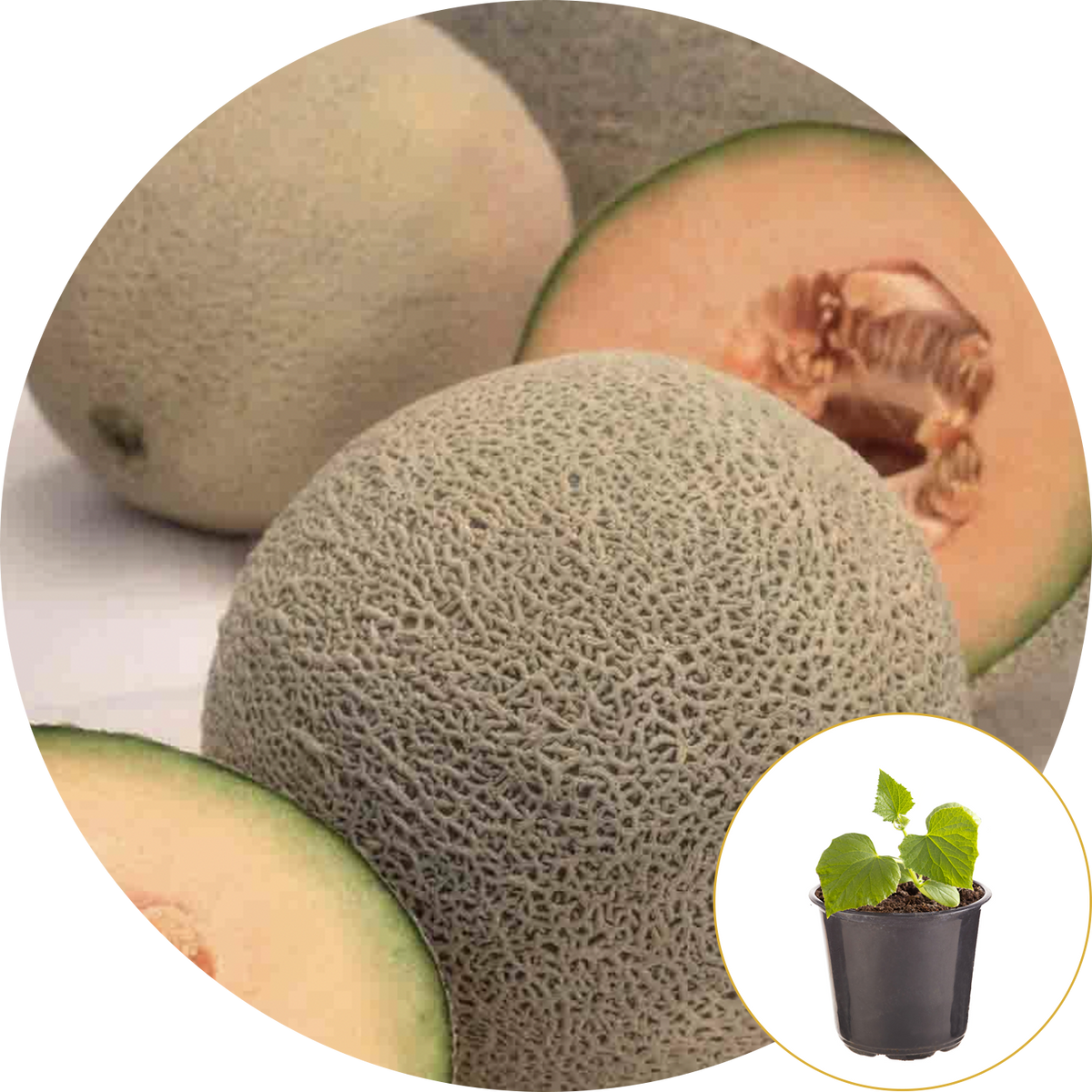 Cantaloupe Hale's Best Jumbo