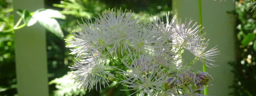 Closeup of white wildflowers growing in partial shade