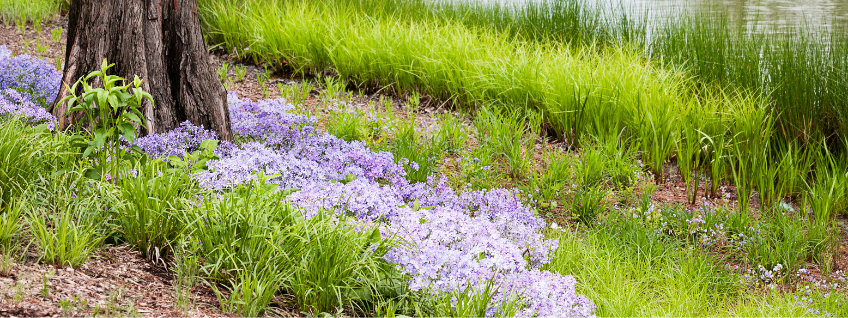 Purple phlox growing at the base of a tree near a stream