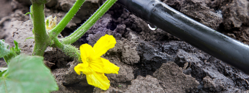 Drip irrigation tubing in a seedling garden bed next to a cucurbit blossom