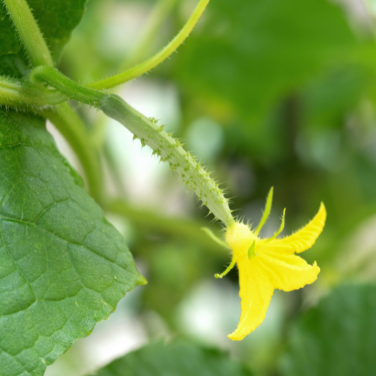 Yellow, female cucumber flower attached to an immature cucumber