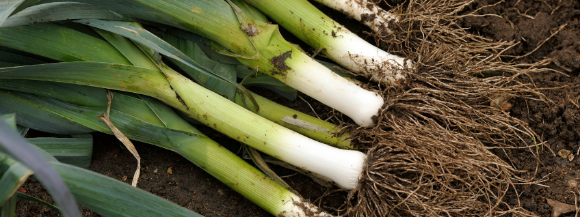 Freshly-lifted leeks in a vegetable garden