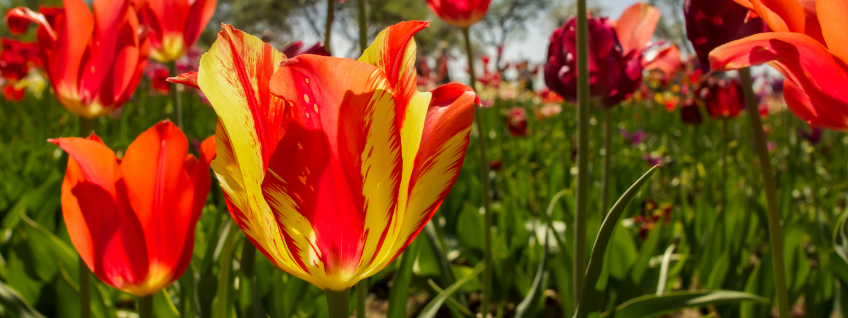 Garden of red-and-yellow variegated, red, and maroon tulip flowers in bright sunlight