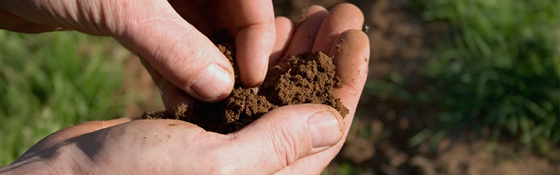 Gardener preparing to test their soil and determine if it is in need of fertilizer.