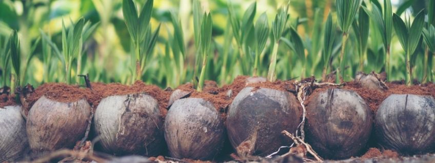 A group of germinated coconut palm tree seeds with young sprouts growing upwards