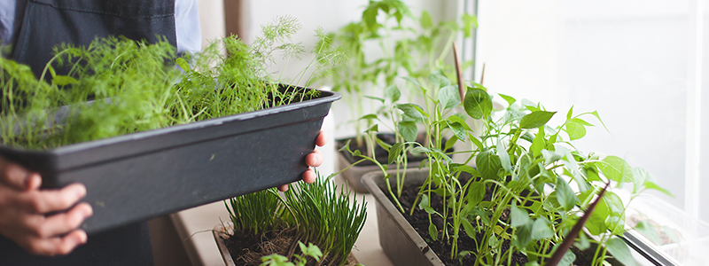 Herbs growing in windowsill containers next to a large window.