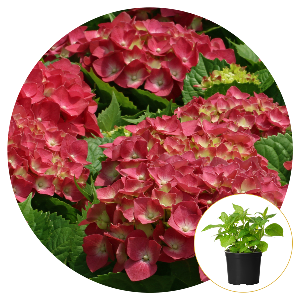 Hydrangea 'Hot Red Purple'