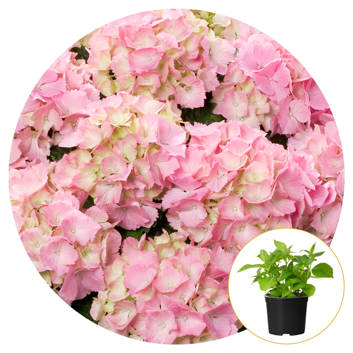  Hydrangea 'Pink Sensation'