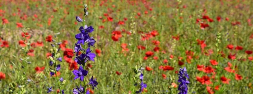 Larkspur growing in a poppy field