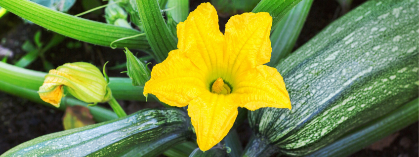 Zucchini plant showing fruit and two yellow flowers
