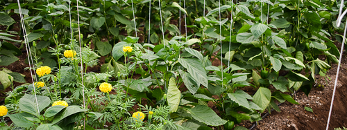 Image of Marigolds and bitter gourd companion plant