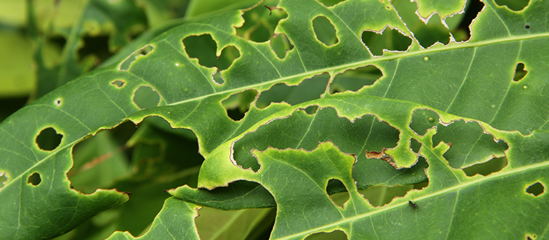 A close-up of a plant leaf that has been eaten away at by insects.