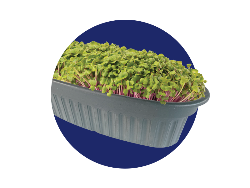 Microgreens Kit