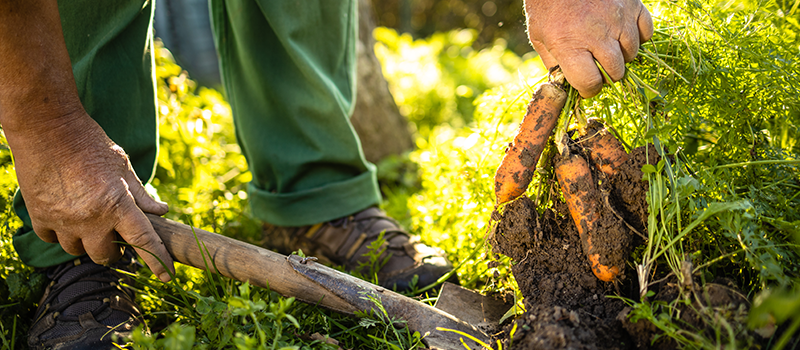 A gardener pulling fresh carrots out of their garden bed with the help of a small wooden-handled shovel.