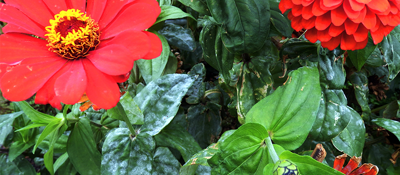 Red zinnias in bloom, their foliage is suffering from powdery mildew.